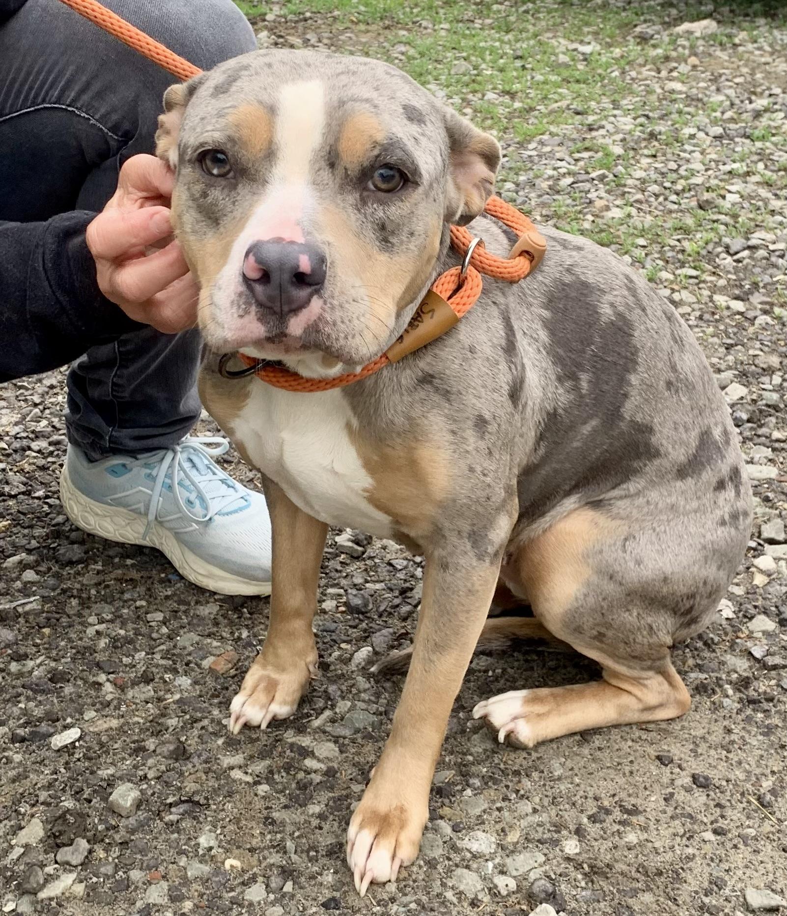 Pearl, a ADOPTABLE Mixed Breed in McKeesport, PA image 1/6