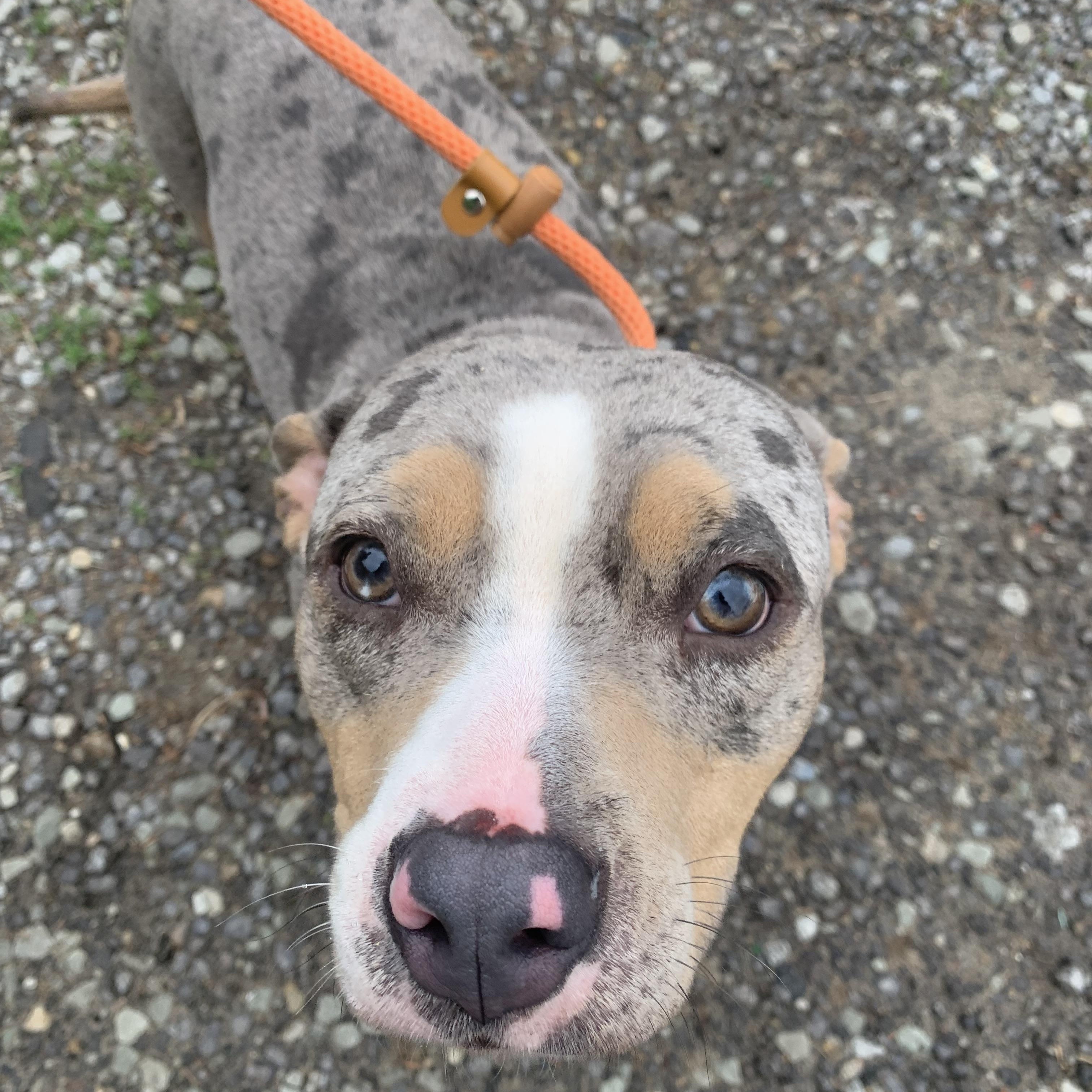 Pearl, a ADOPTABLE Mixed Breed in McKeesport, PA image 2/6