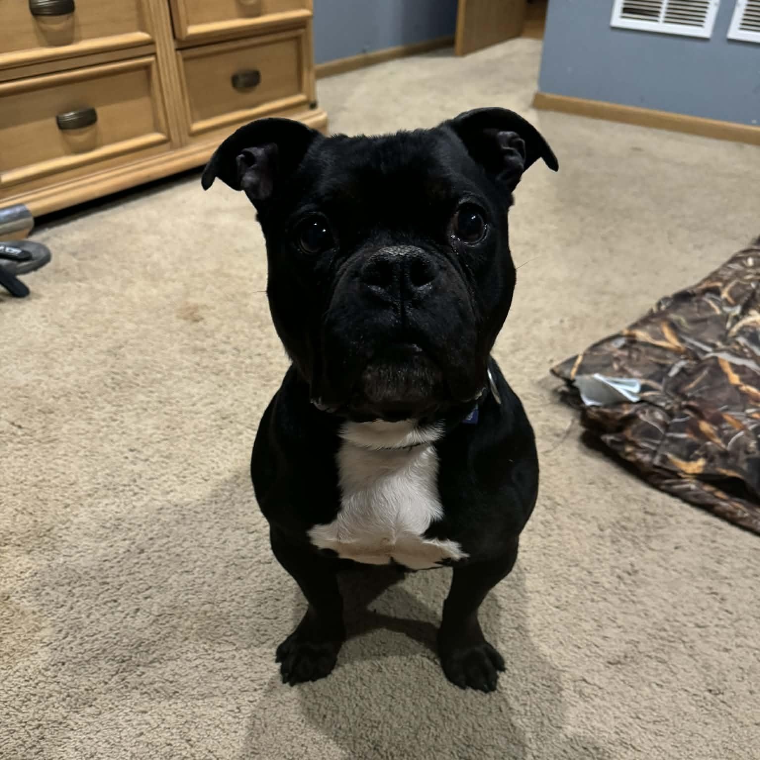 Enlarge Lil Smokie, an adopted mixed breed in Peotone, IL image 4/4