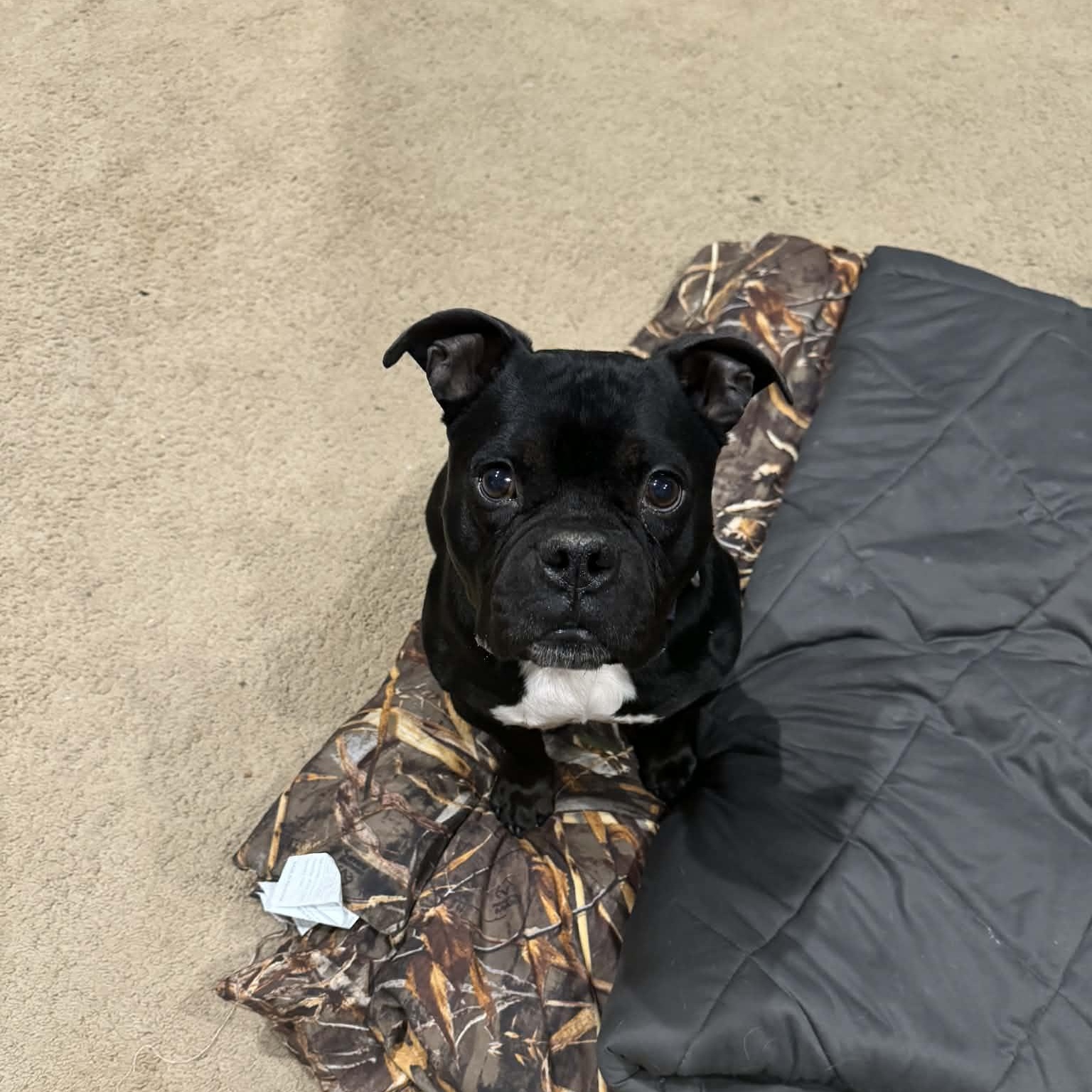 Enlarge Lil Smokie, an adopted mixed breed in Peotone, IL image 1/4