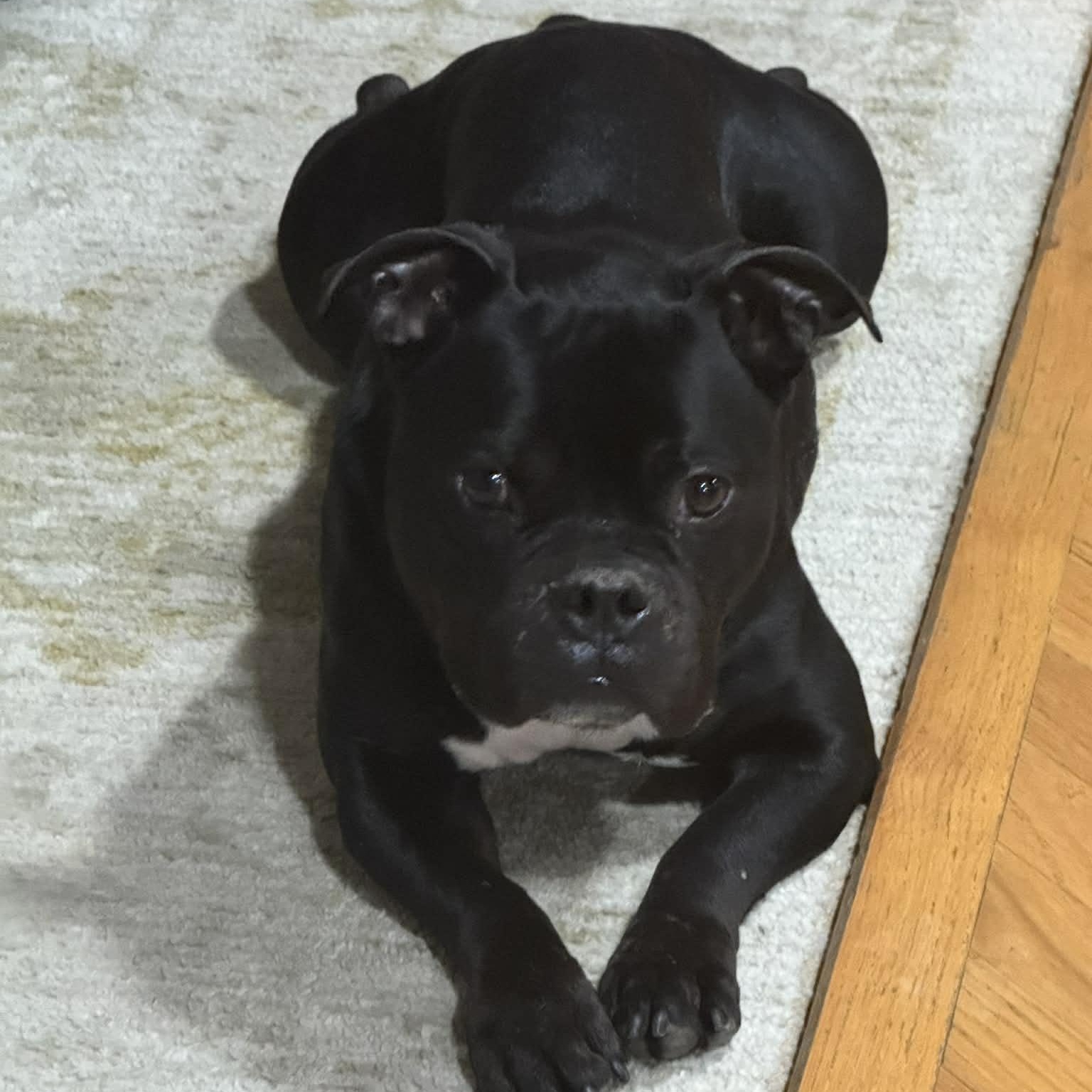 Enlarge Lil Smokie, an adopted mixed breed in Peotone, IL image 2/4