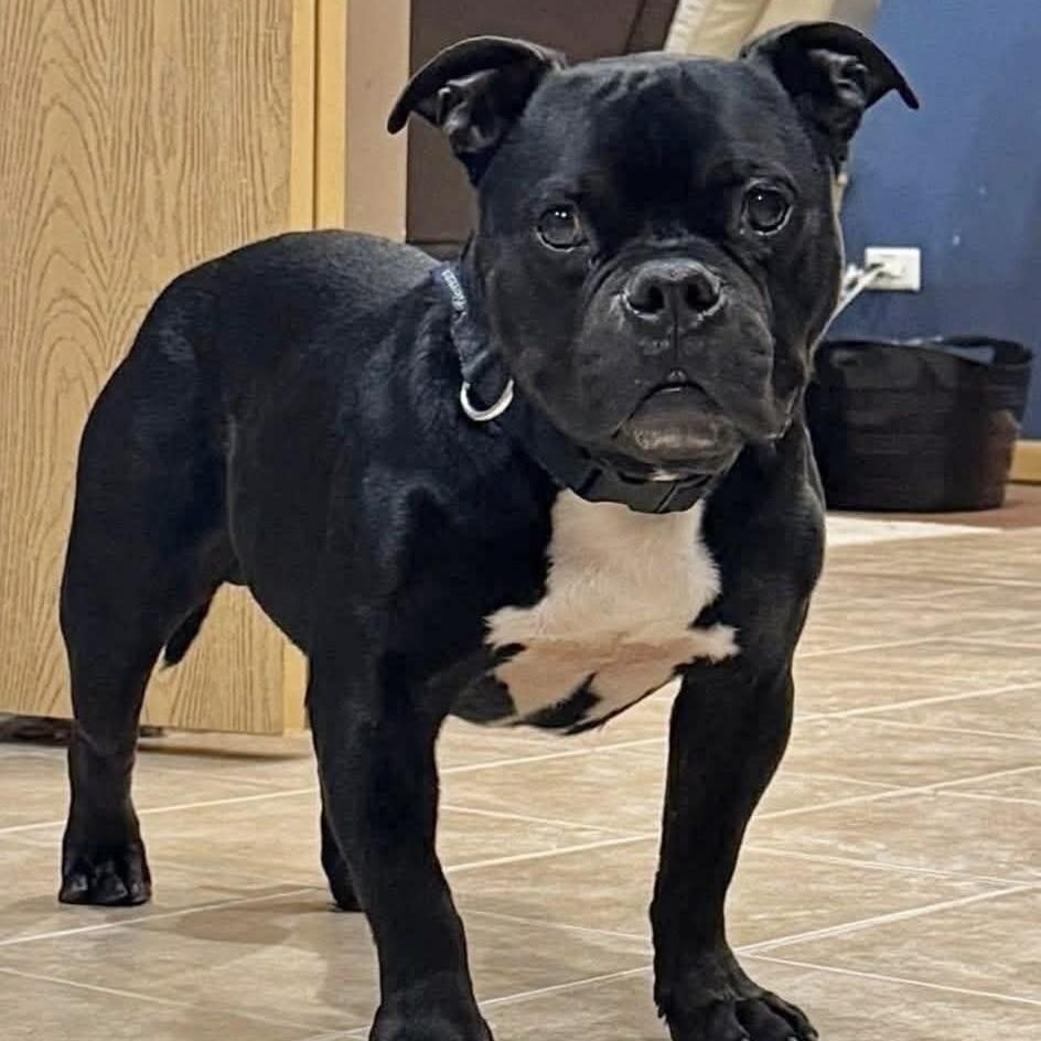 Enlarge Lil Smokie, an adopted mixed breed in Peotone, IL image 3/4