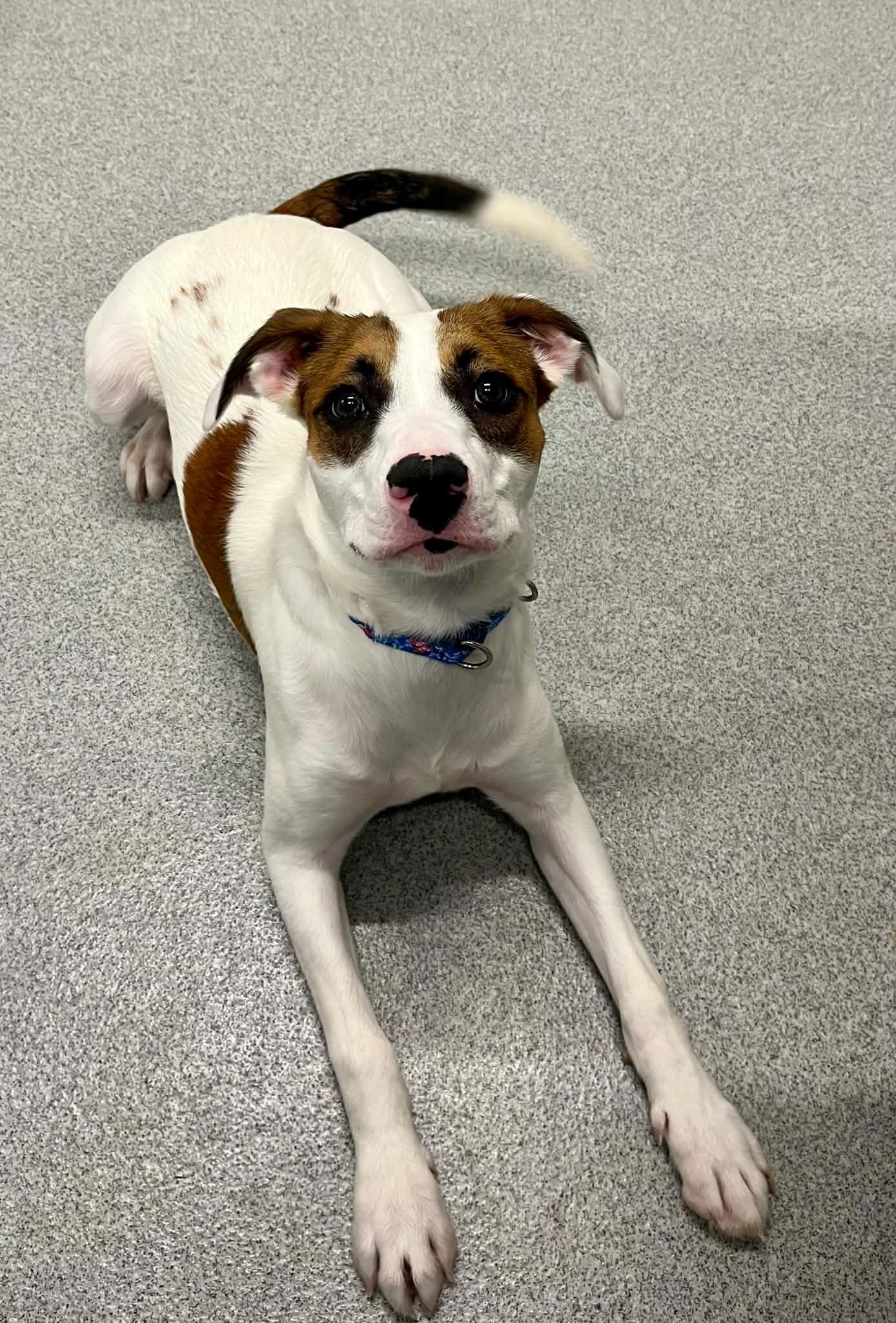 Enlarge Roxie, a Adopted Mixed Breed in Moundsville, WV image 1/1