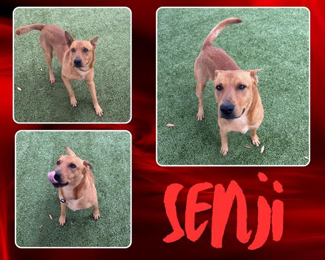 SENJI, Adoptable, Adult Male Basenji.