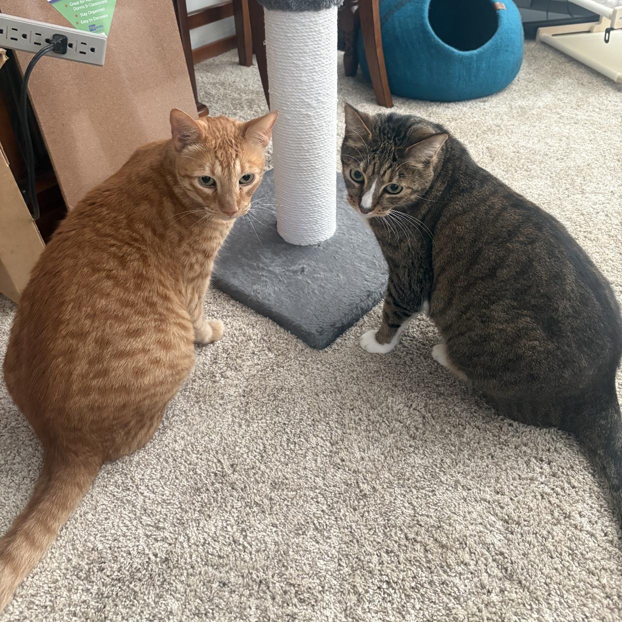Sam & Romeo [Courtesy Post], Adopted, Adult Male Domestic Short Hair.