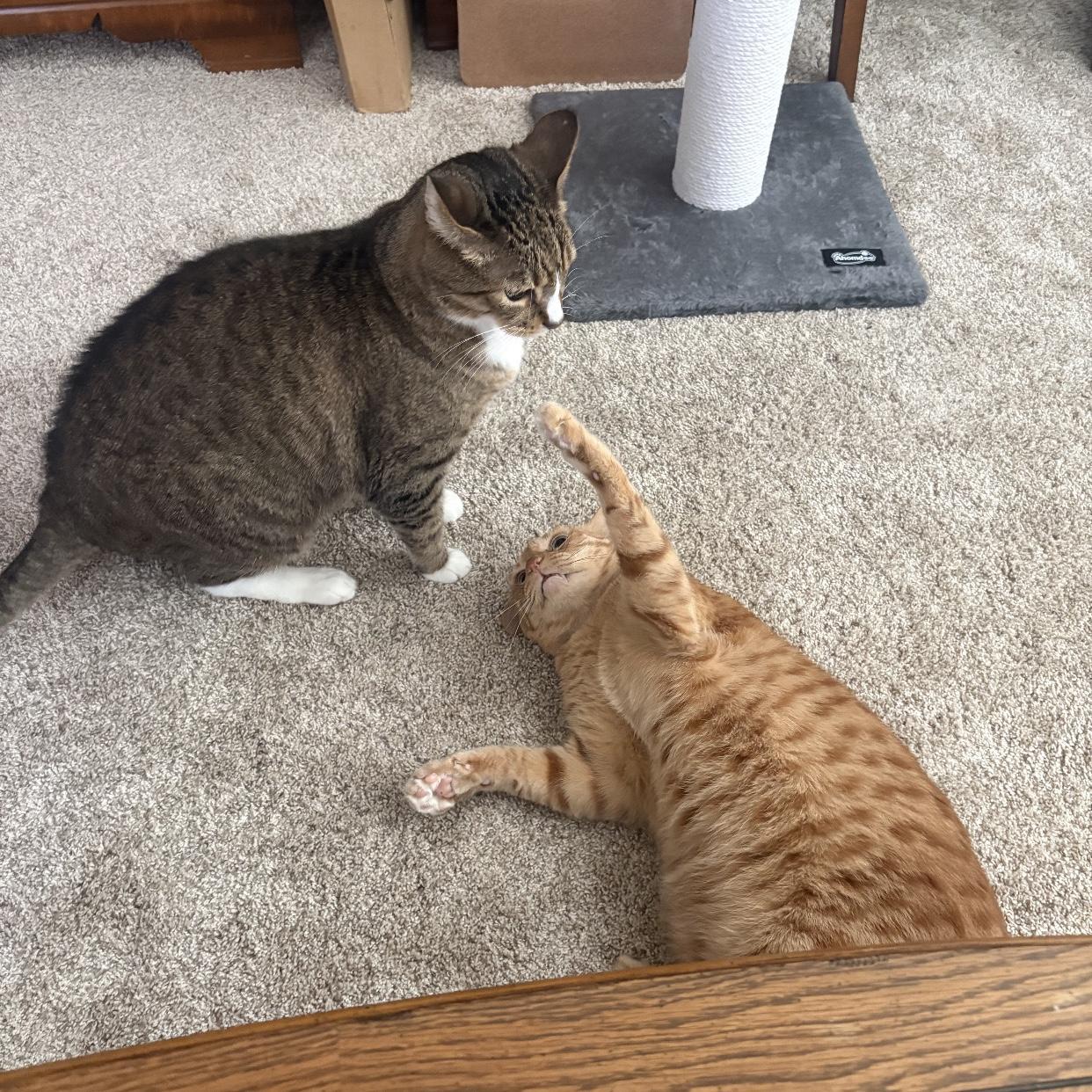 Enlarge Sam & Romeo [Courtesy Post], a Adopted Domestic Short Hair in Puyallup, WA image 3/5