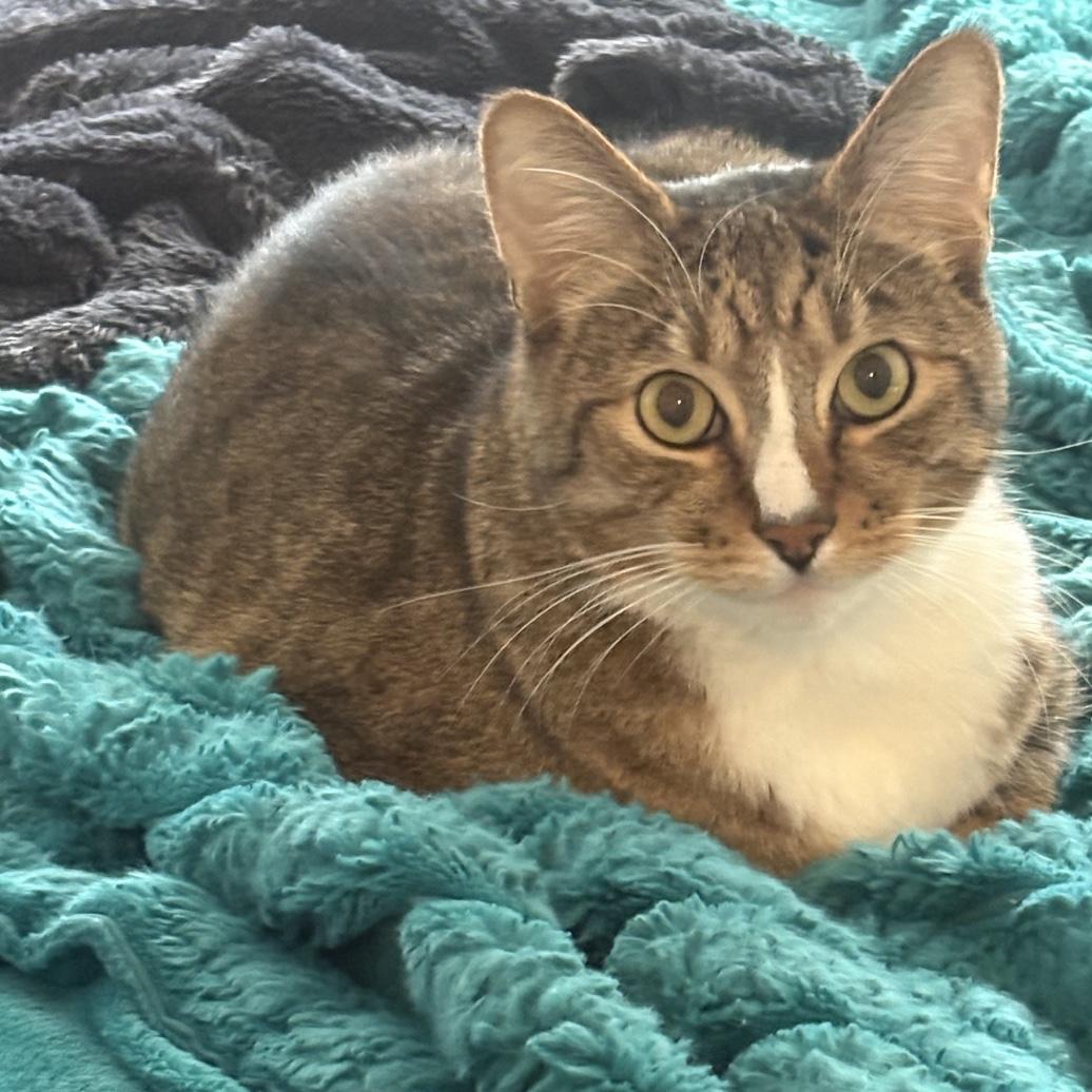 Enlarge Sam & Romeo [Courtesy Post], a Adopted Domestic Short Hair in Puyallup, WA image 5/5
