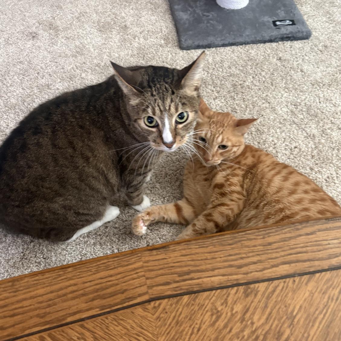 Enlarge Sam & Romeo [Courtesy Post], a Adopted Domestic Short Hair in Puyallup, WA image 2/5