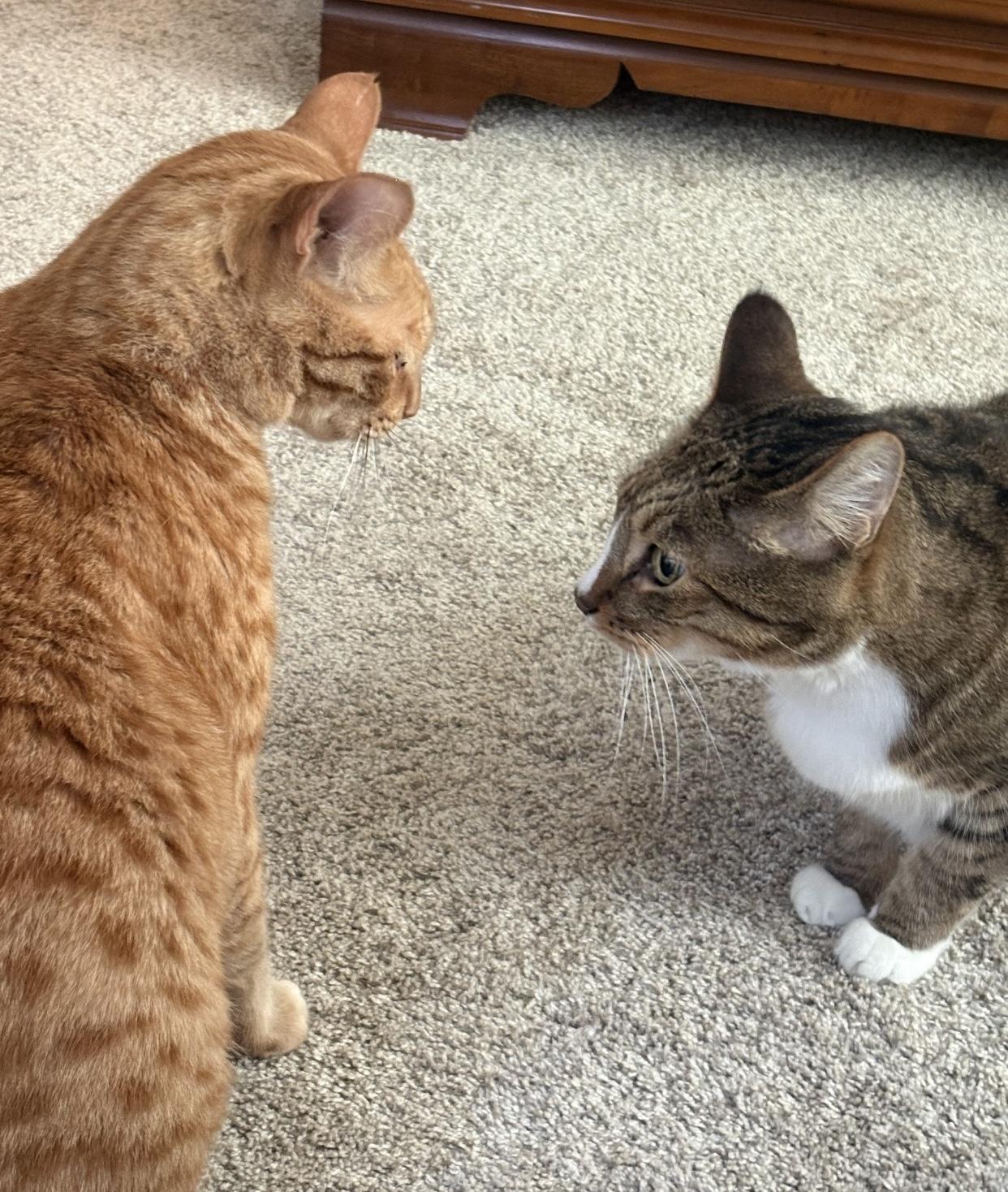 Enlarge Sam & Romeo [Courtesy Post], a Adopted Domestic Short Hair in Puyallup, WA image 4/5