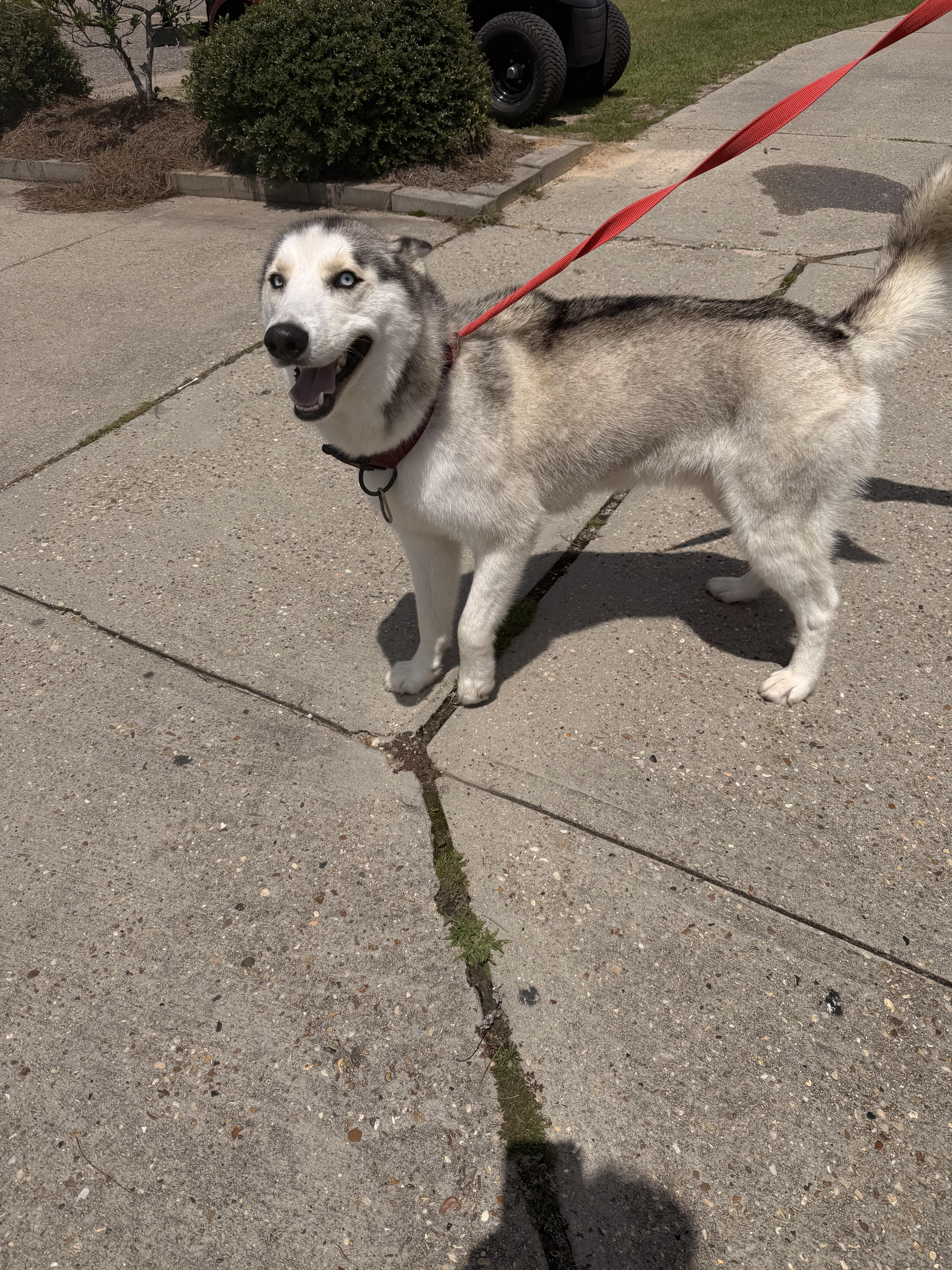 Loki, a ADOPTABLE Husky in East Windsor , CT image 3/4