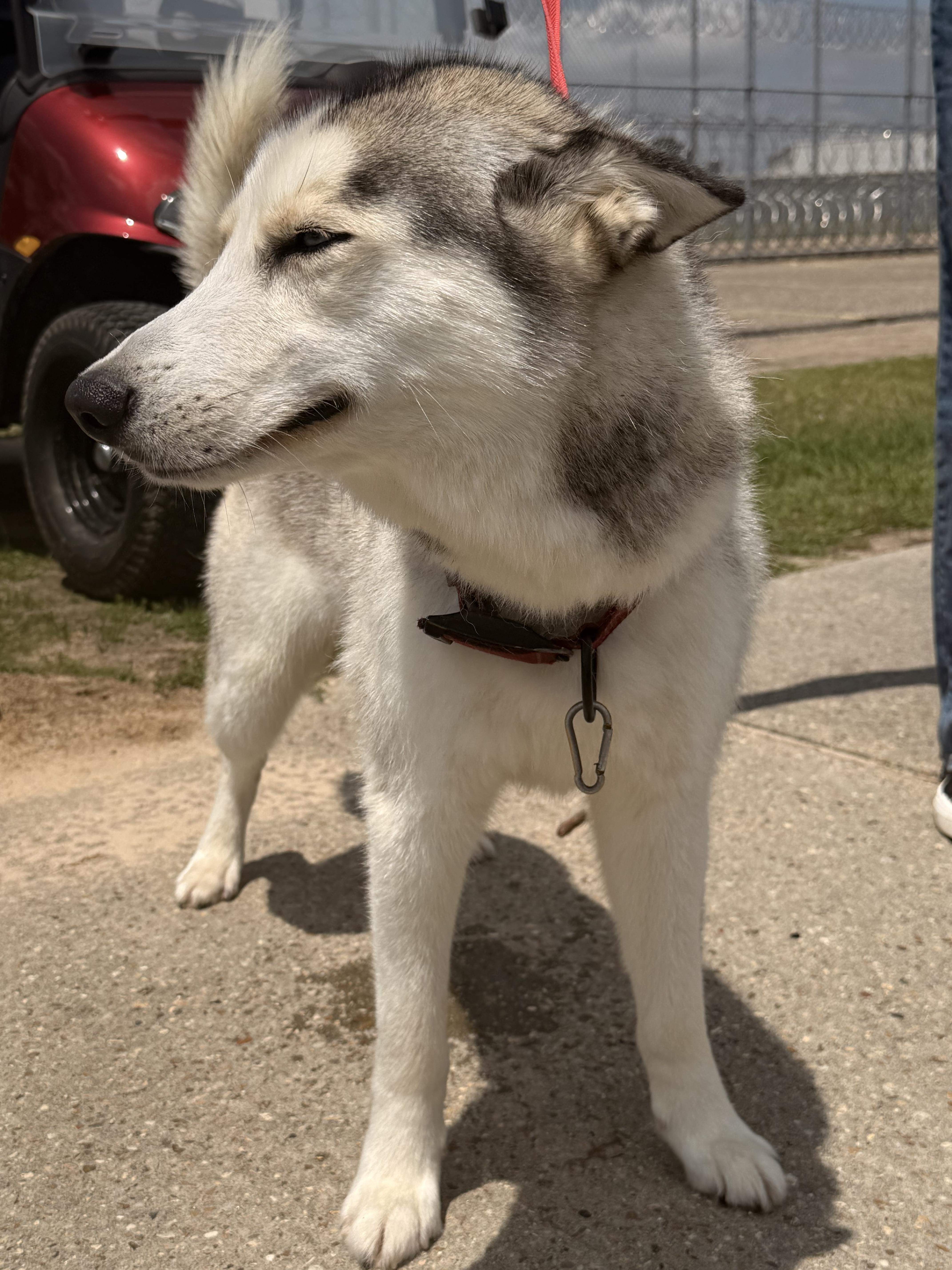Loki, a ADOPTABLE Husky in East Windsor , CT image 1/4