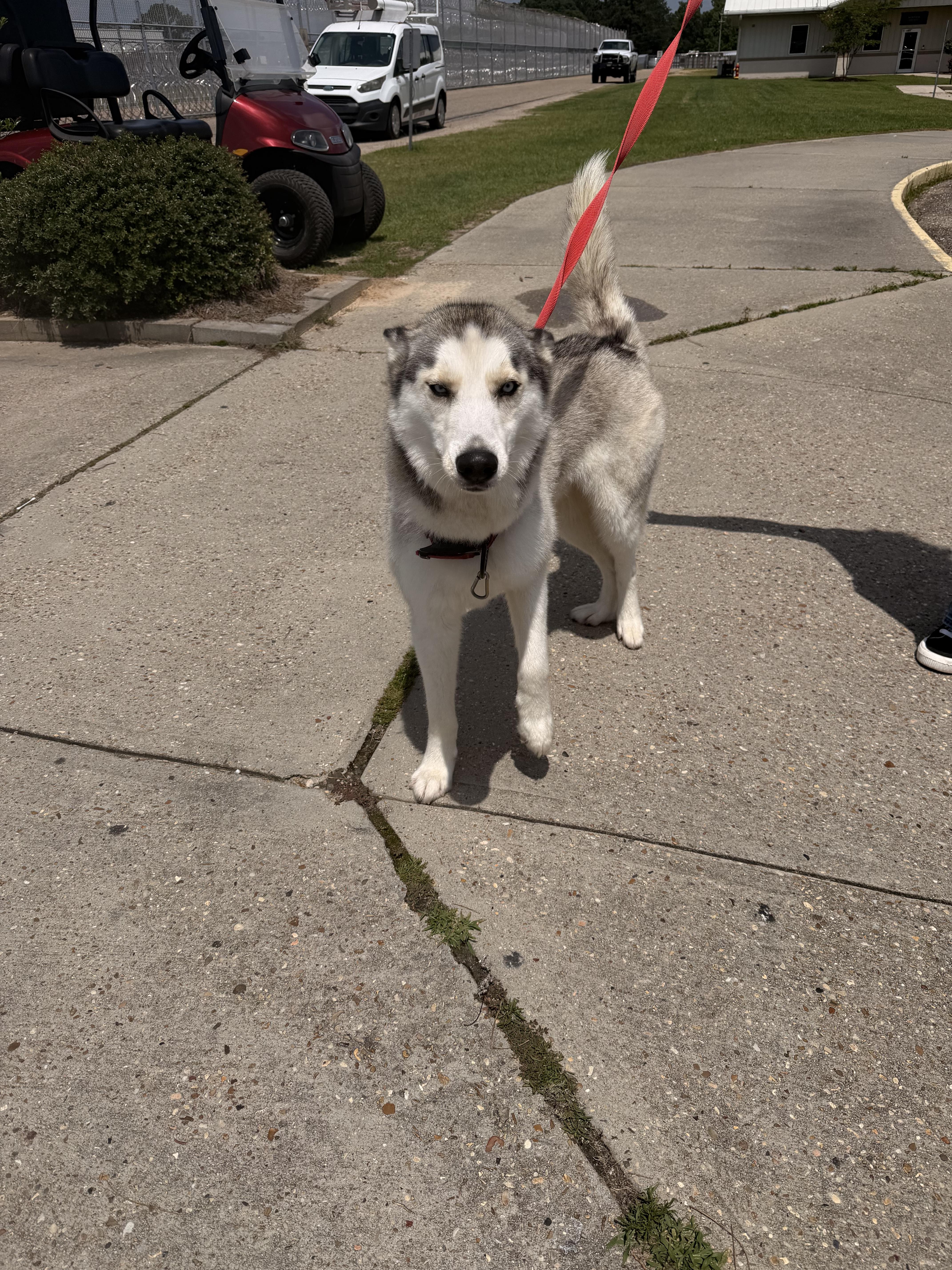 Loki, a ADOPTABLE Husky in East Windsor , CT image 4/4