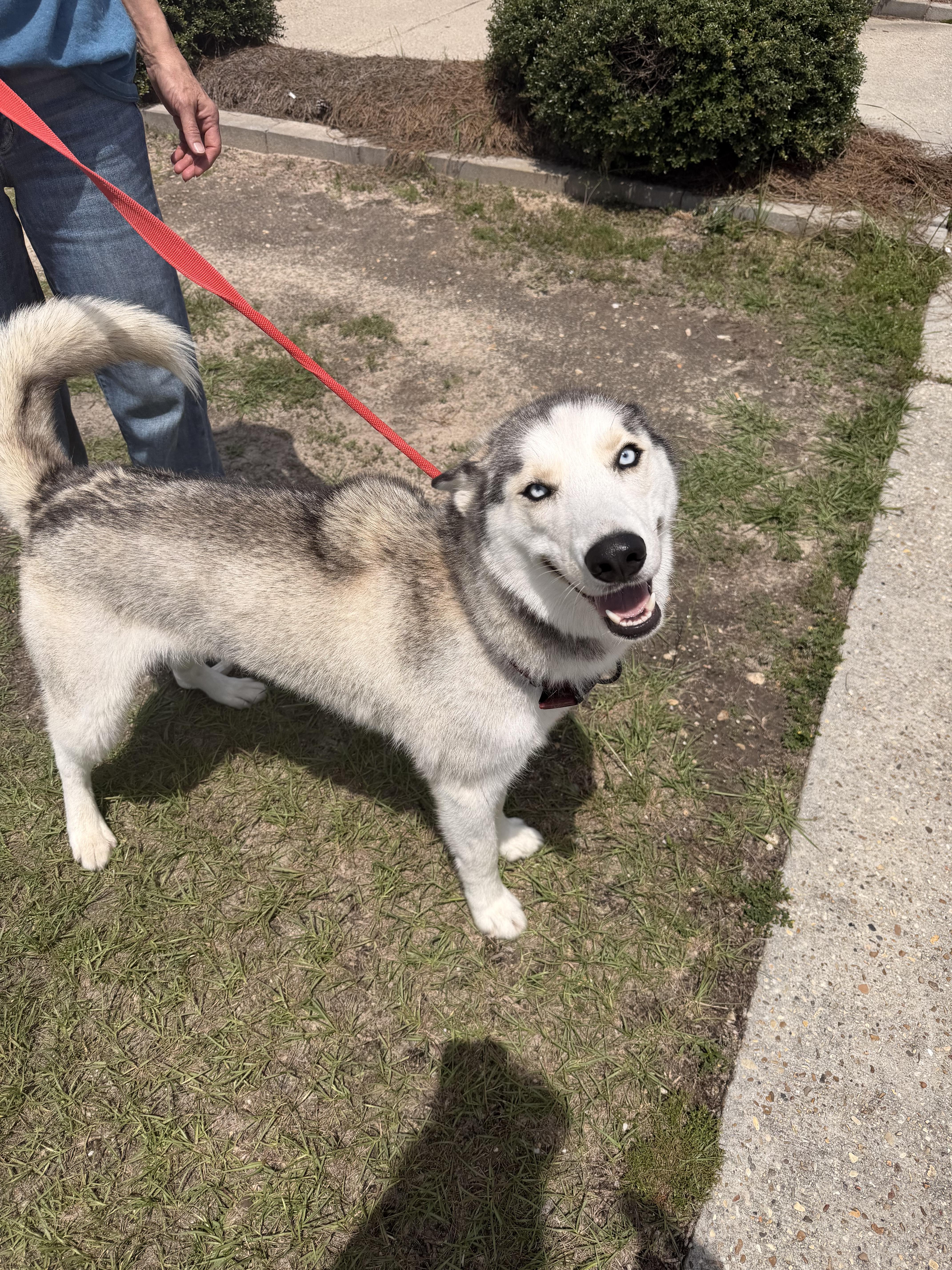 Loki, a ADOPTABLE Husky in East Windsor , CT image 2/4