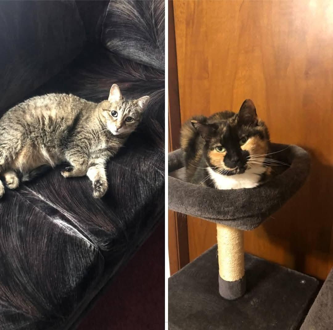 Minka and Miss. Mustachio, a Adopted Domestic Short Hair in Grand Island, NY image 2/3