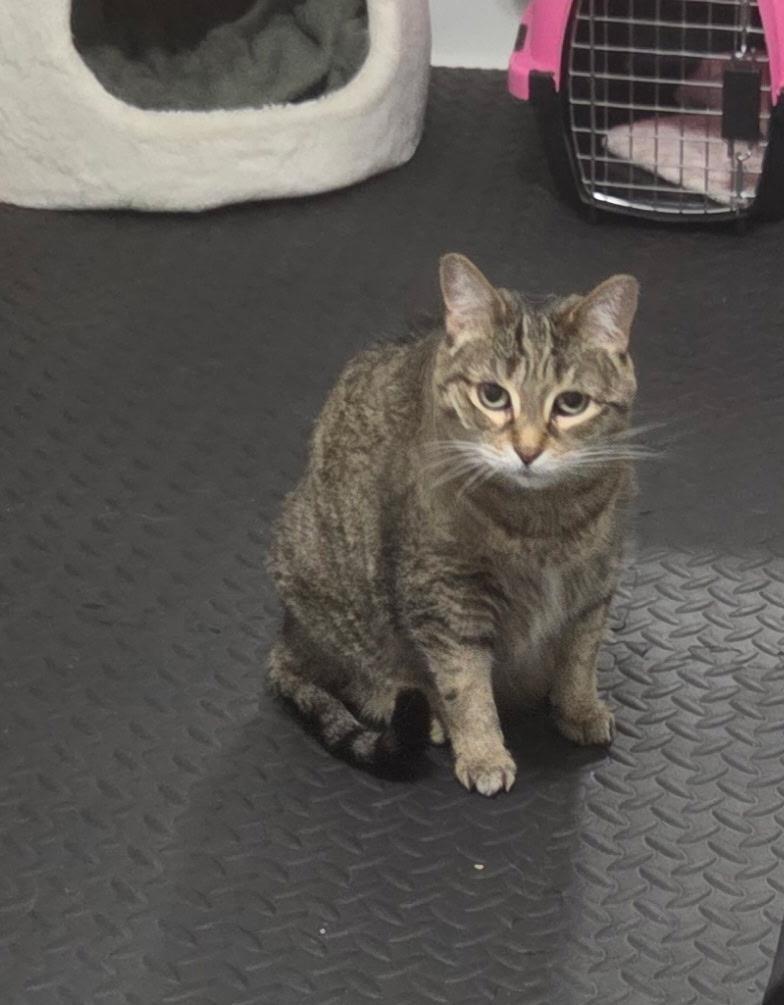 Minka and Miss. Mustachio, a Adopted Domestic Short Hair in Grand Island, NY image 3/3