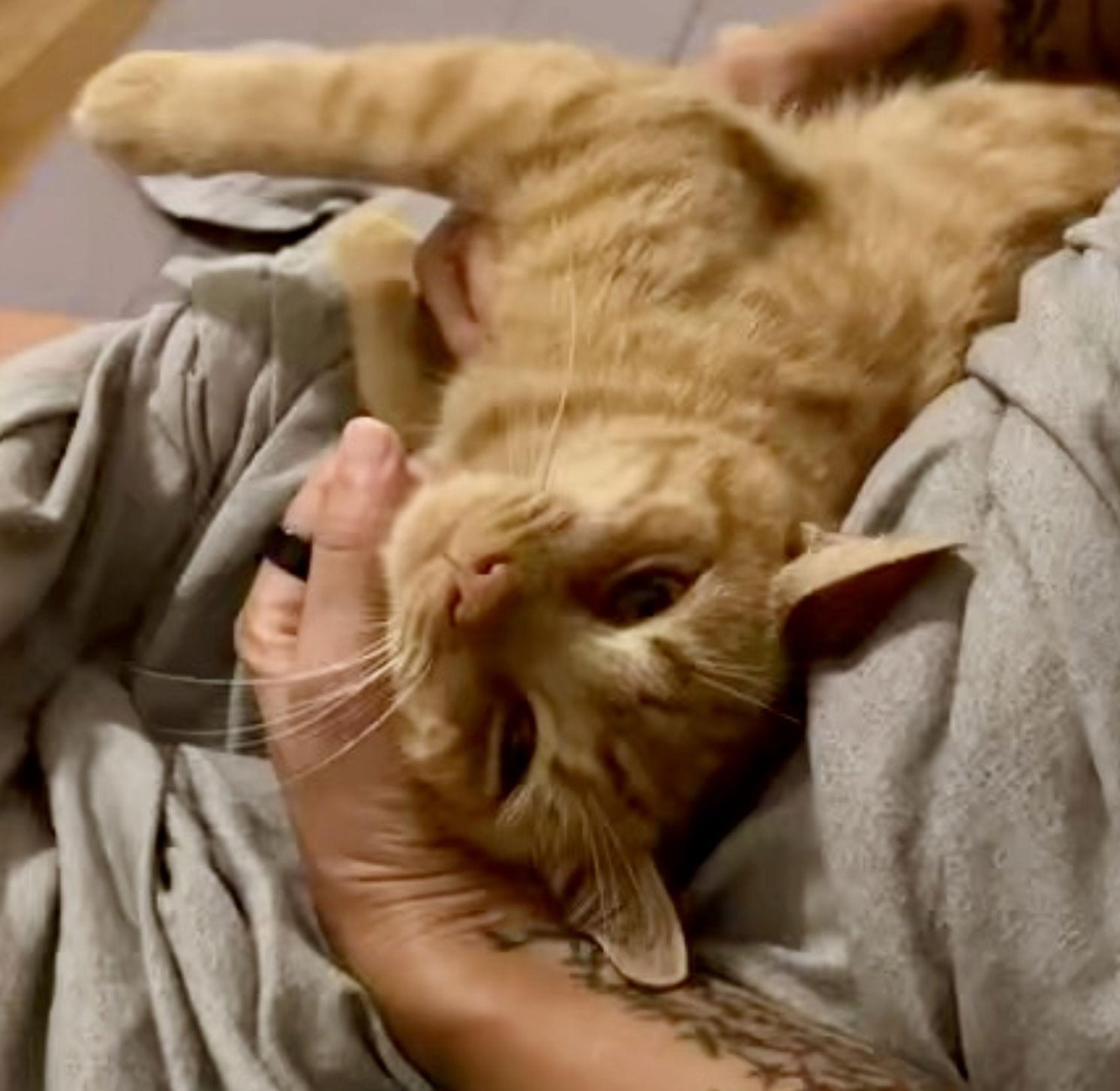 Fitzgerald, Adoptable, Kitten Male Domestic Short Hair.
