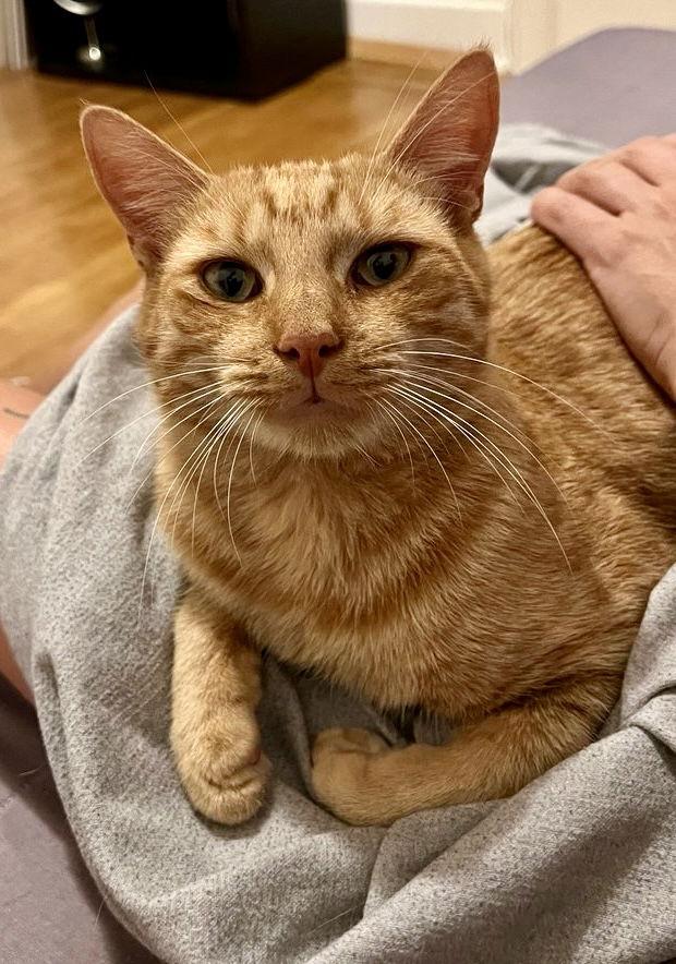 Enlarge Fitzgerald, a Adoptable Domestic Short Hair in Brooklyn, NY image 2/3