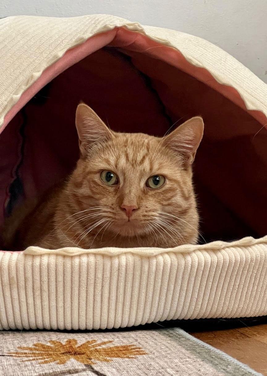 Enlarge Fitzgerald, a Adoptable Domestic Short Hair in Brooklyn, NY image 3/3