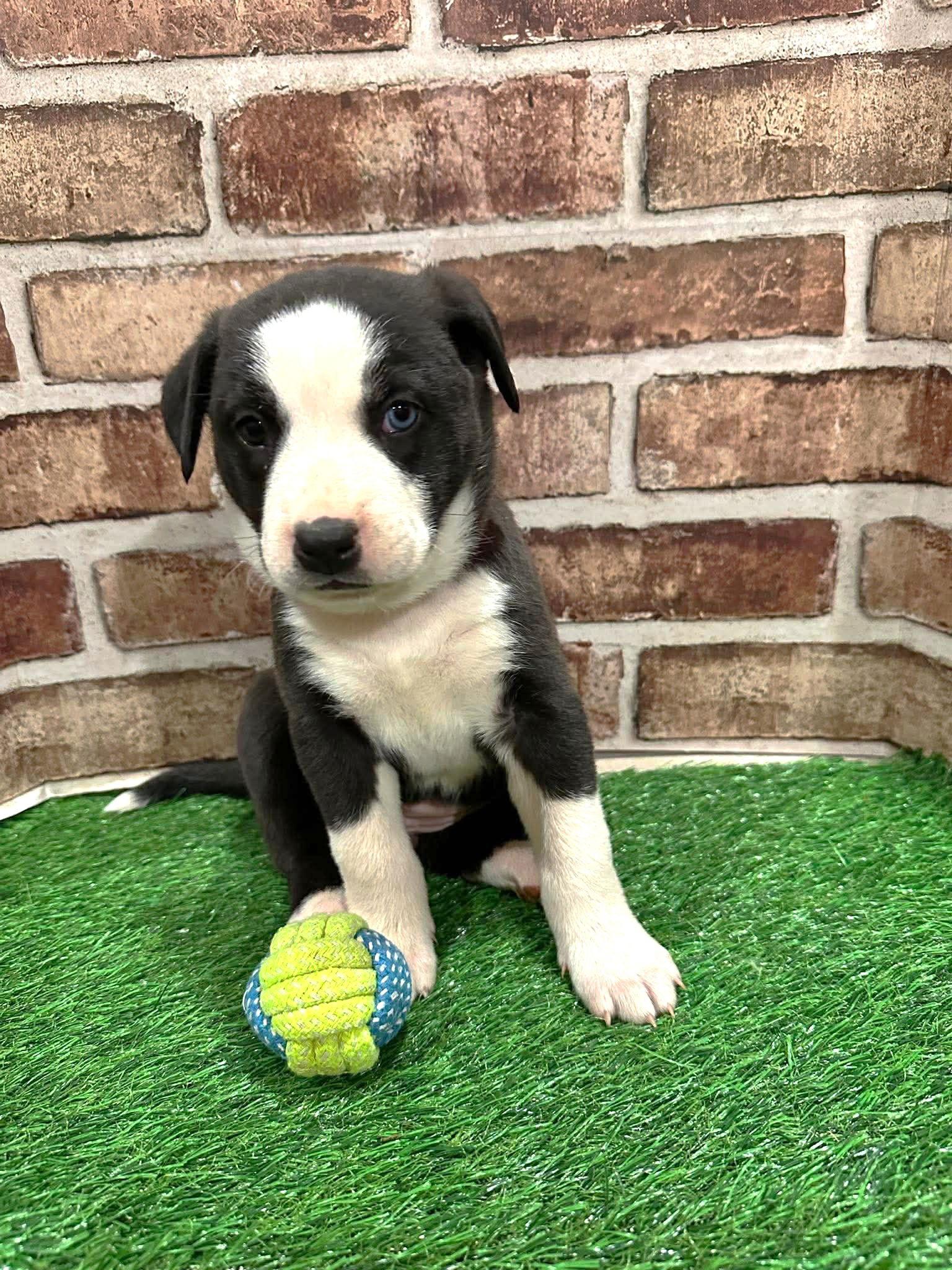 Enlarge StellaEG in MS, a Adoptable Labrador Retriever in Warwick, RI image 1/3