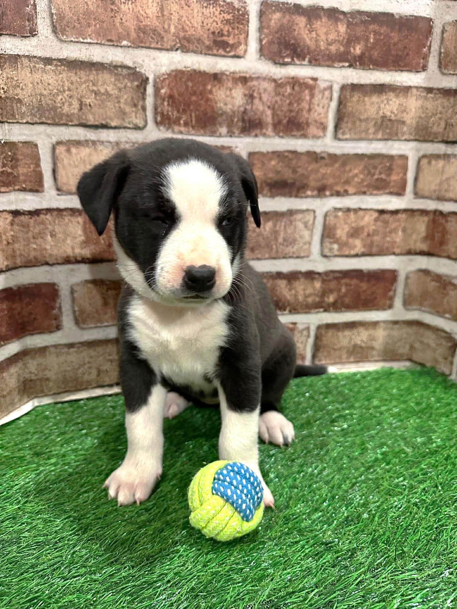 Enlarge StellaEG in MS, a Adoptable Labrador Retriever in Warwick, RI image 2/3