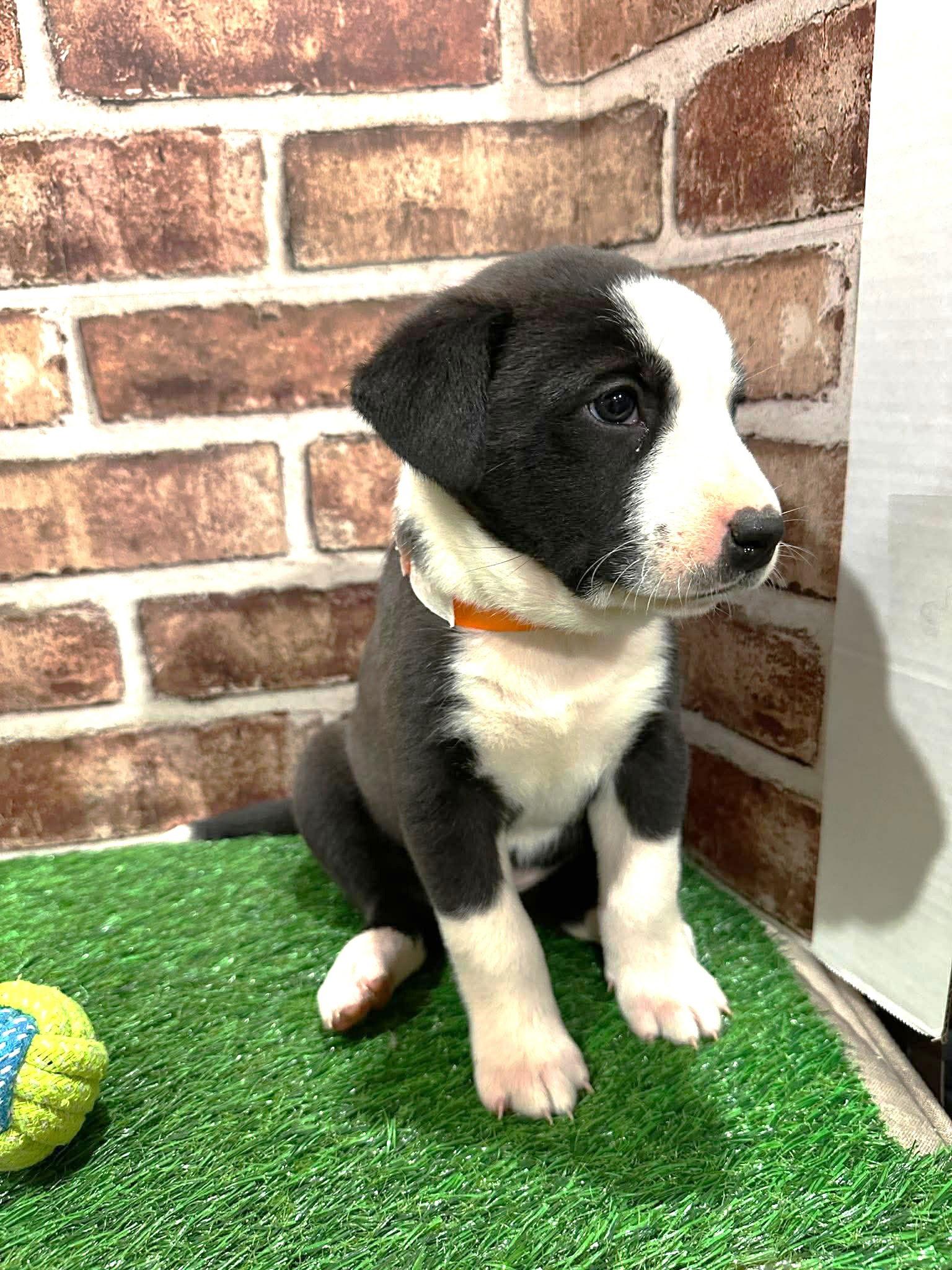 Enlarge StellaEG in MS, a Adoptable Labrador Retriever in Warwick, RI image 3/3