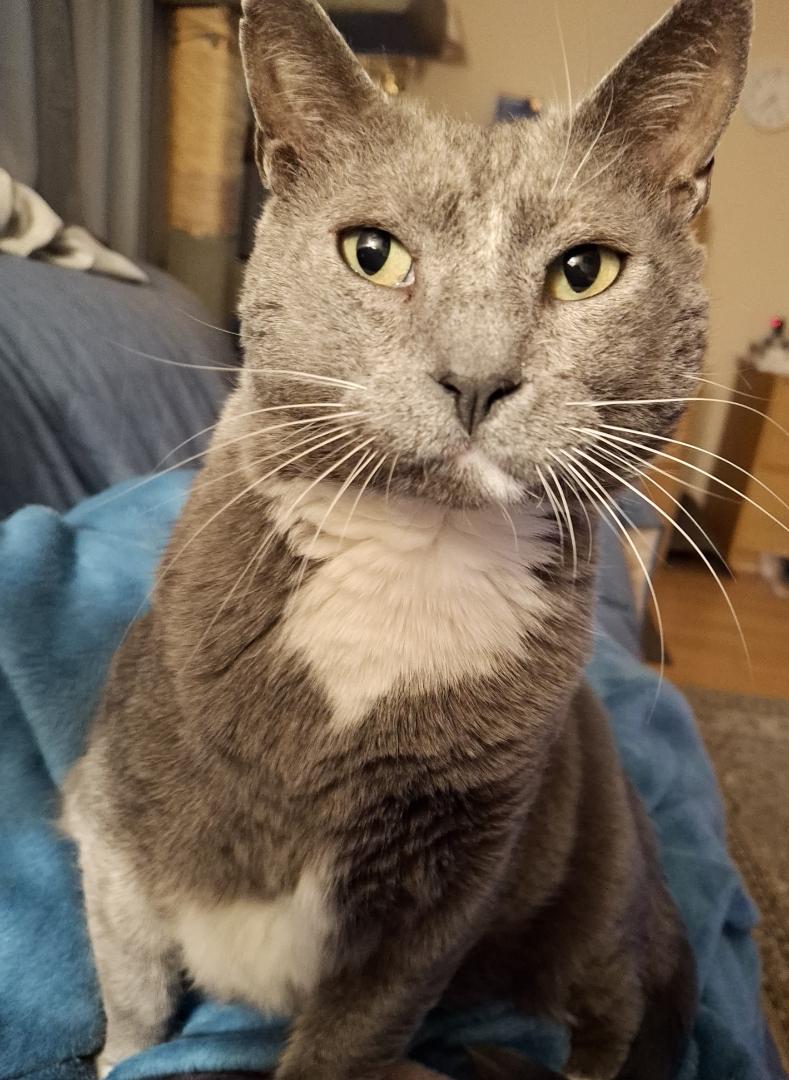 Dusty, ADOPTABLE, Young Male Domestic Short Hair.