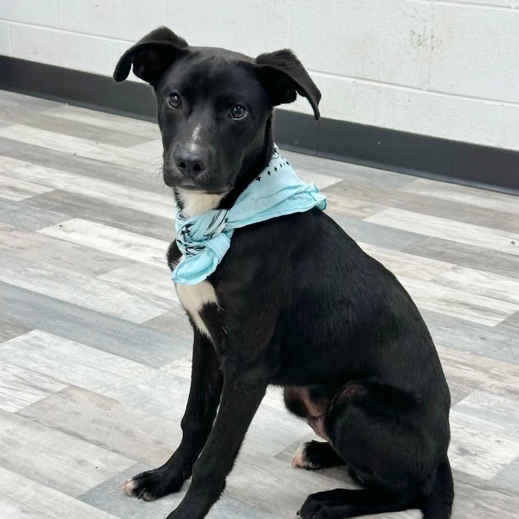 Enlarge Bradly, a Adoptable Labrador Retriever in Lufkin, TX image 1/5