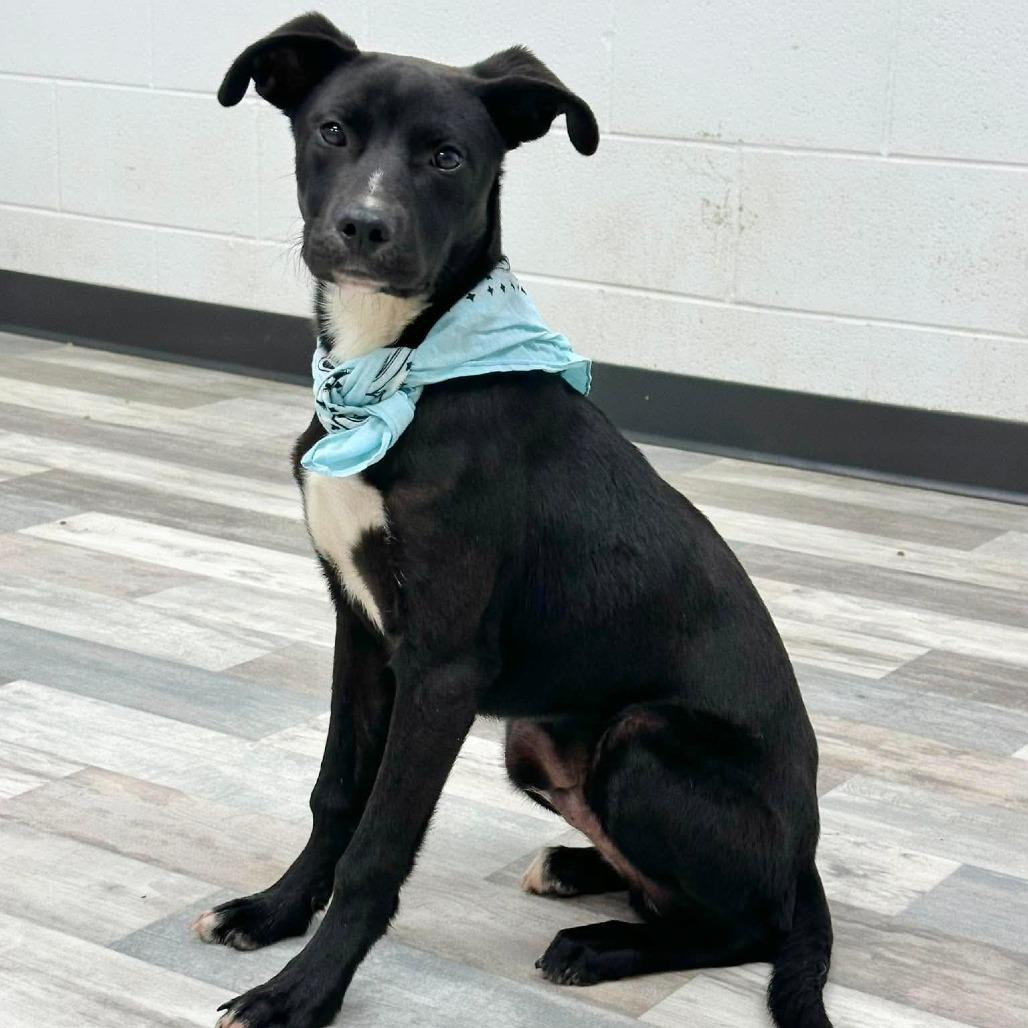 Enlarge Bradly, a Adoptable Labrador Retriever in Lufkin, TX image 2/5
