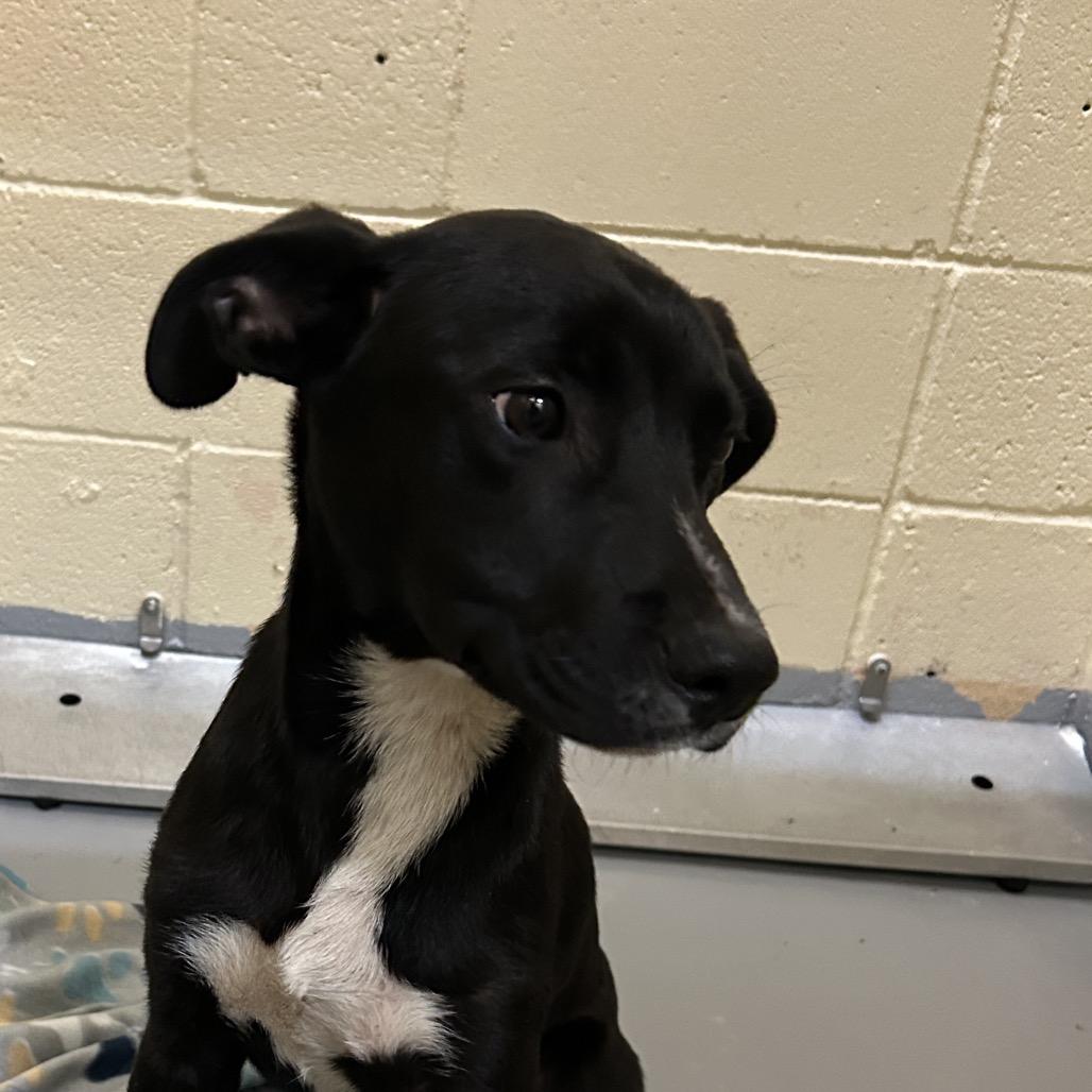 Enlarge Bradly, a Adoptable Labrador Retriever in Lufkin, TX image 1/1