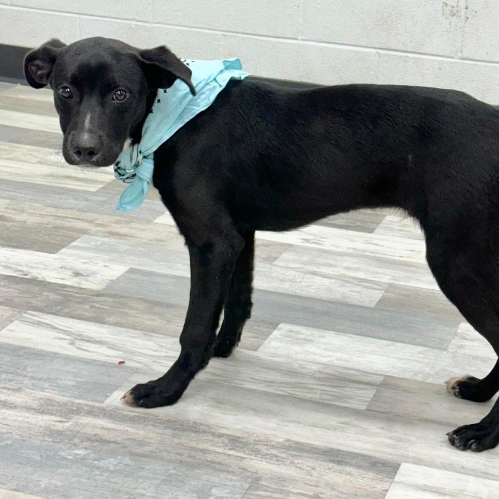 Enlarge Bradly, a Adoptable Labrador Retriever in Lufkin, TX image 3/5