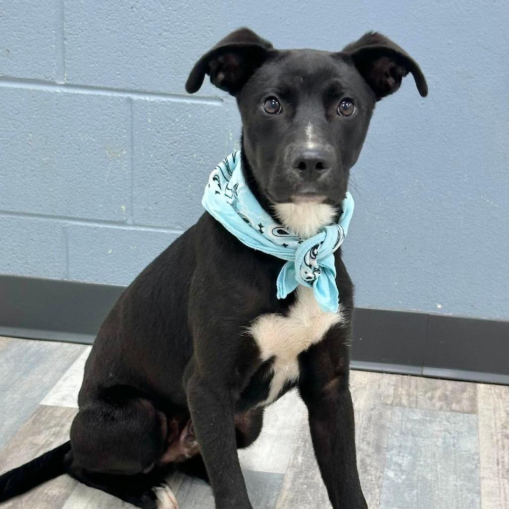 Enlarge Bradly, a Adoptable Labrador Retriever in Lufkin, TX image 4/5