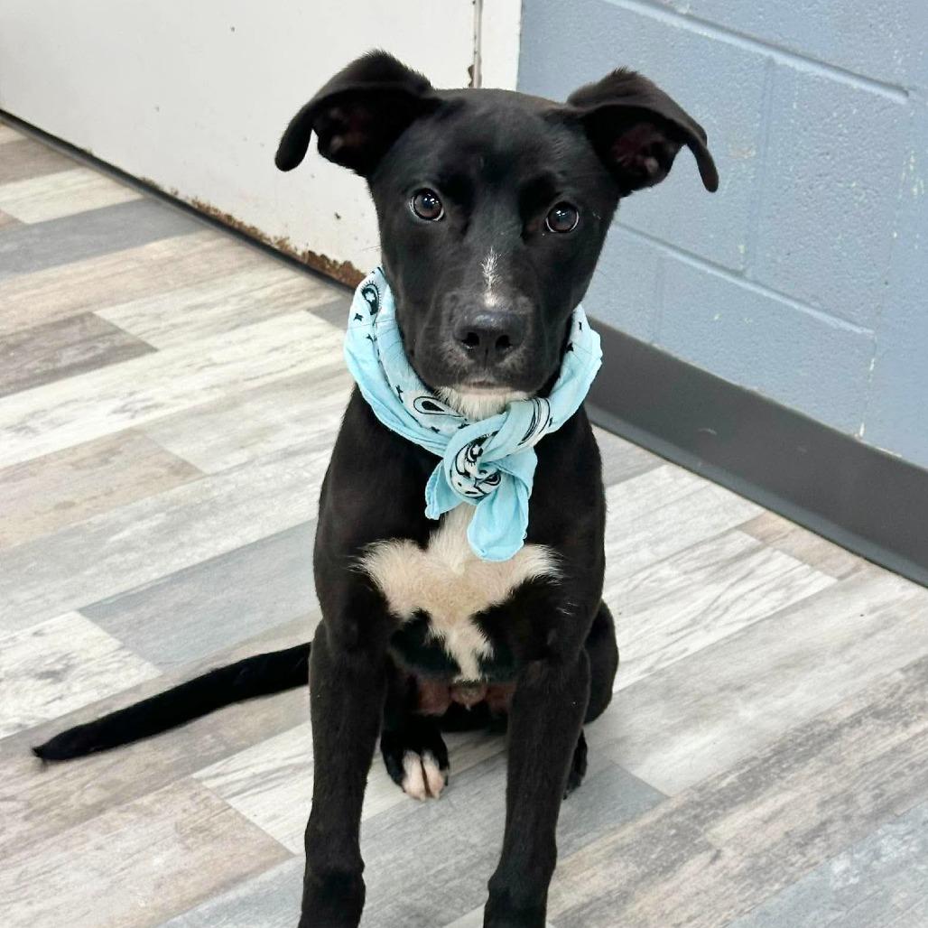 Enlarge Bradly, a Adoptable Labrador Retriever in Lufkin, TX image 5/5