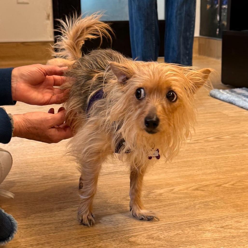 Plum 13868 — thumbnail 2