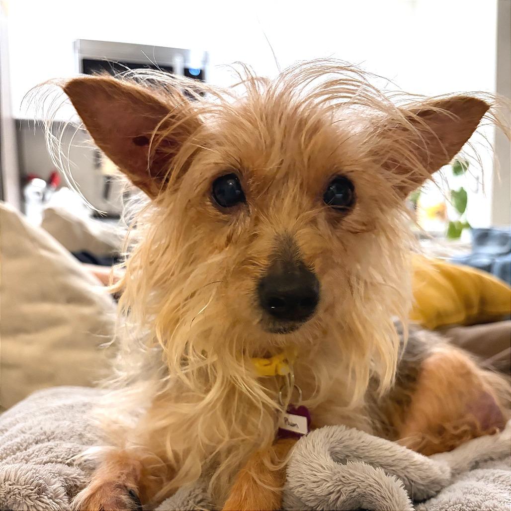 Plum 13868 — thumbnail 3