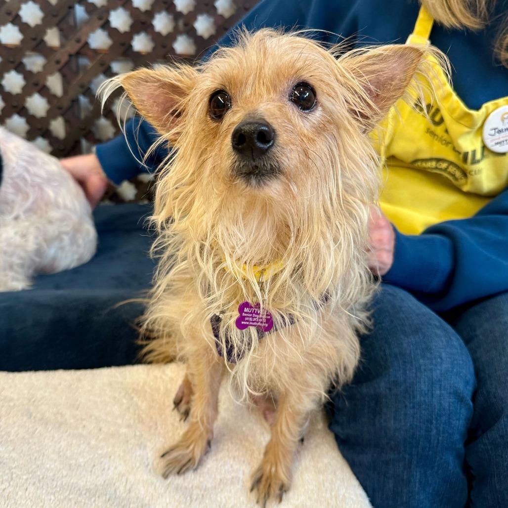 Plum 13868 — thumbnail 4