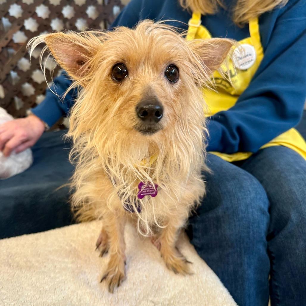 Plum 13868 — thumbnail 6