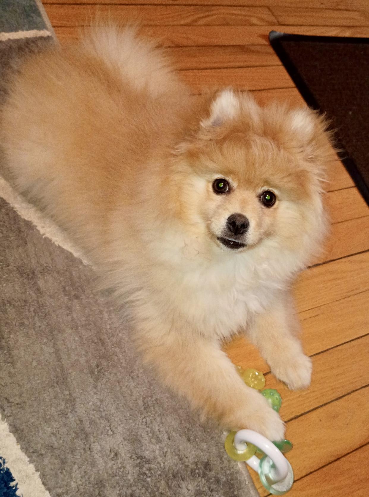 Teddy , adopted, Puppy Male Pomeranian.