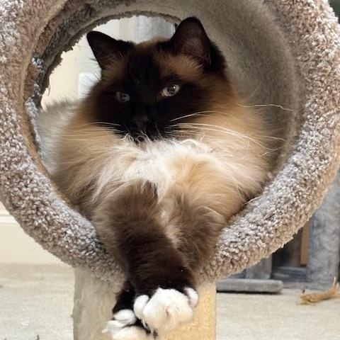 Sonny the Himalayan, ADOPTABLE, Senior Male Himalayan.