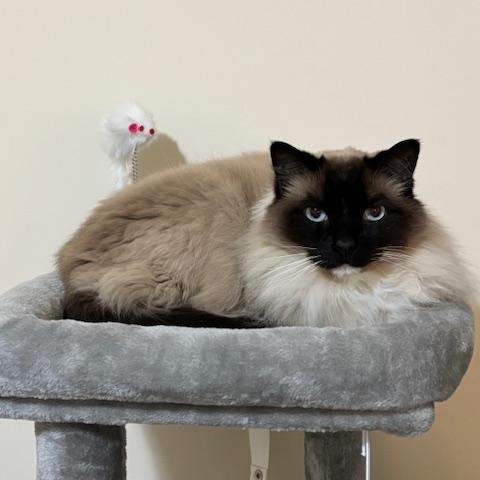 Enlarge Sonny the Himalayan, an adopted Himalayan in Bristow, VA image 3/5