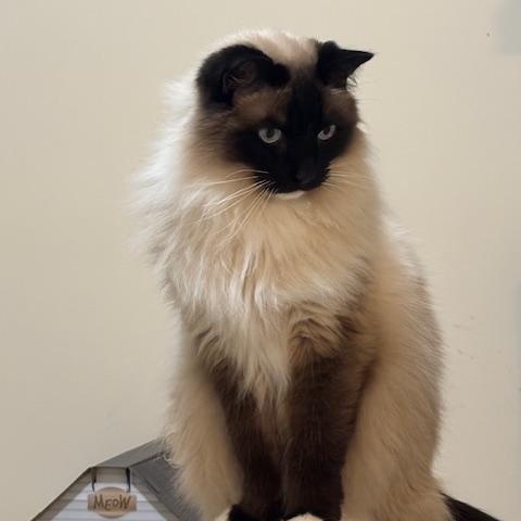Sonny the Himalayan, ADOPTABLE, Senior Male Himalayan.