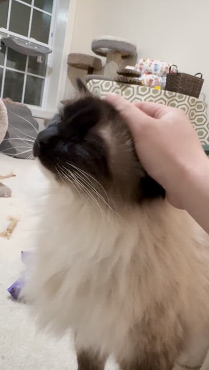 Enlarge Sonny the Himalayan, an adopted Himalayan in Bristow, VA video 5/5