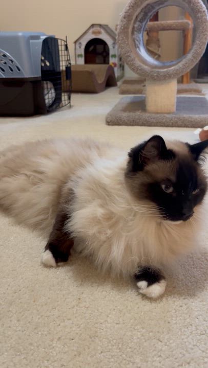 Enlarge Sonny the Himalayan, an adopted Himalayan in Bristow, VA video 4/5