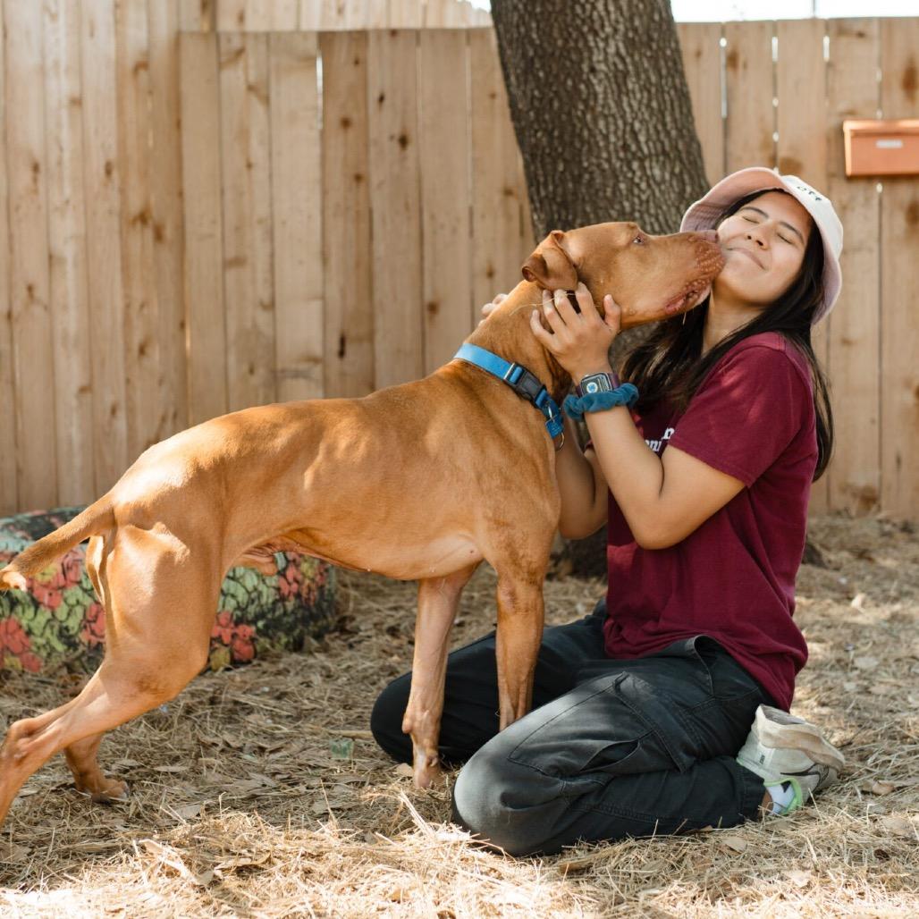 Enlarge Charles Barkley, a Adoptable Mixed Breed in Houston, TX image 1/6