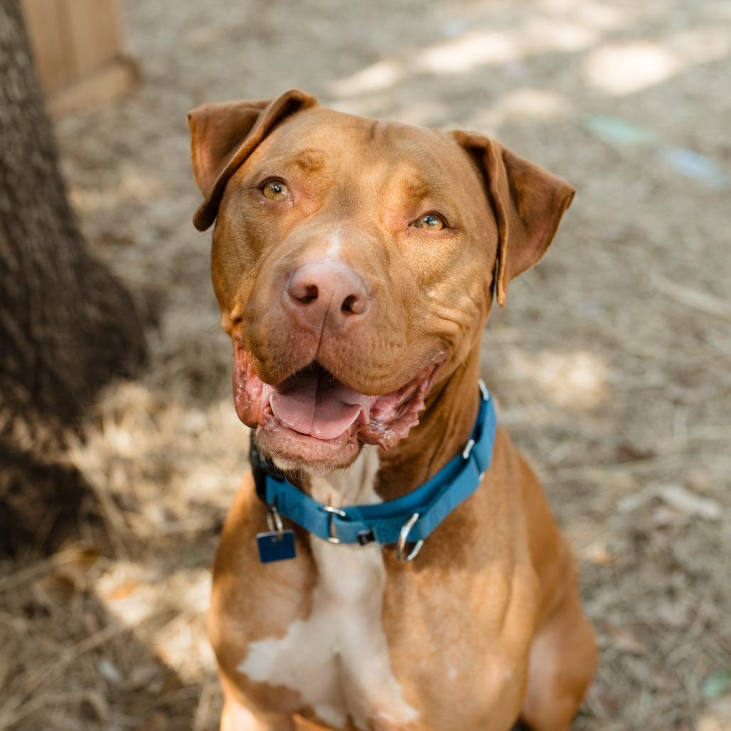 Enlarge Charles Barkley, a Adoptable Mixed Breed in Houston, TX image 3/6