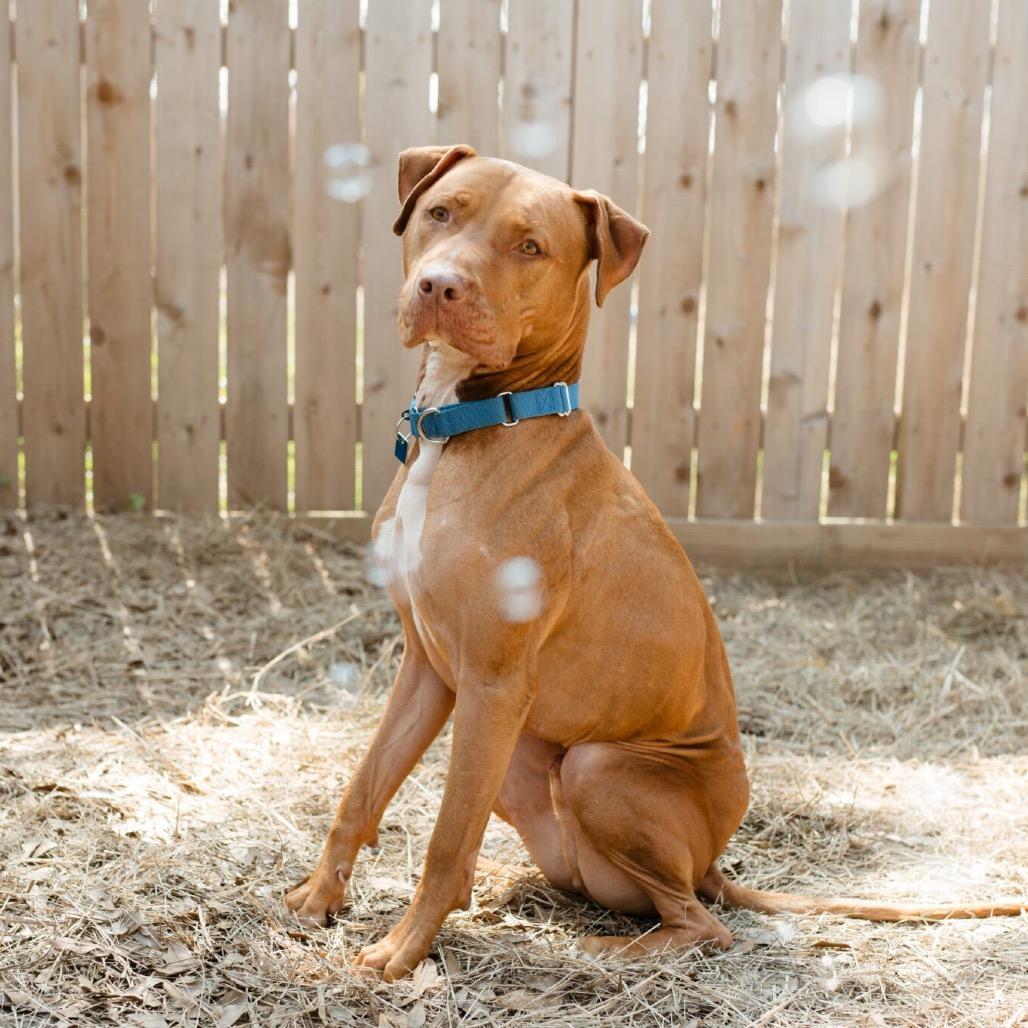 Enlarge Charles Barkley, a Adoptable Mixed Breed in Houston, TX image 4/6
