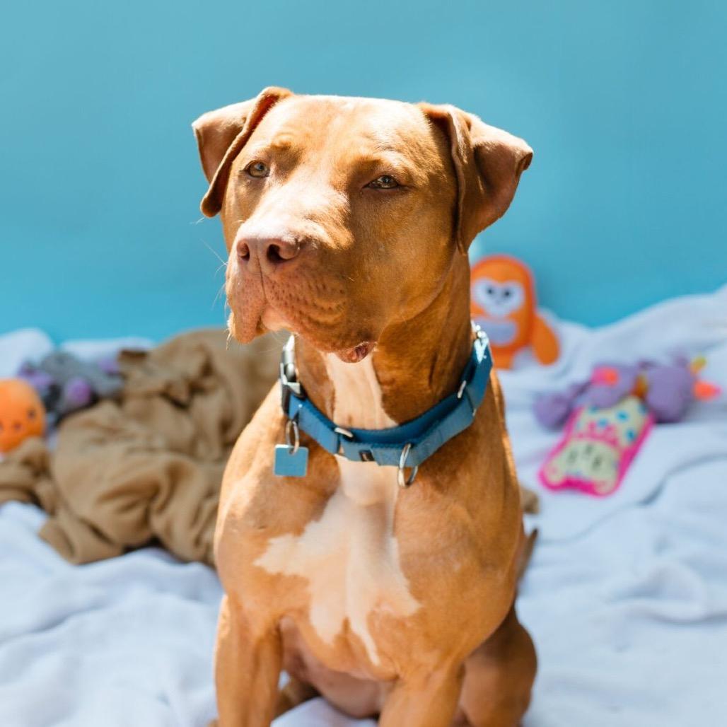 Enlarge Charles Barkley, a Adoptable Mixed Breed in Houston, TX image 5/6