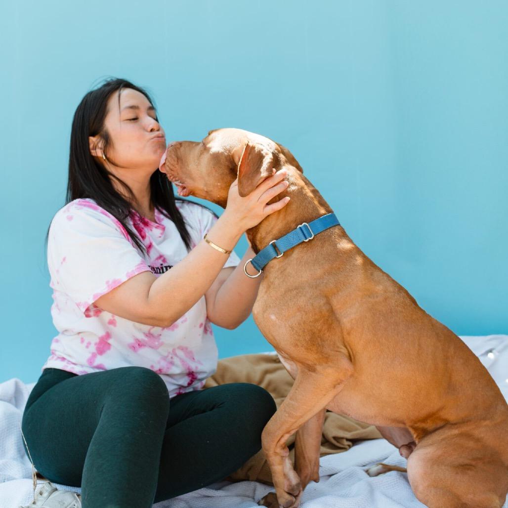 Enlarge Charles Barkley, a Adoptable Mixed Breed in Houston, TX image 5/6