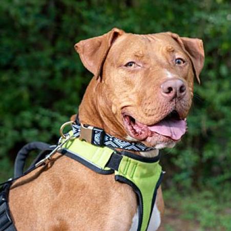 Enlarge Charles Barkley, a Adoptable Mixed Breed in Houston, TX image 6/6