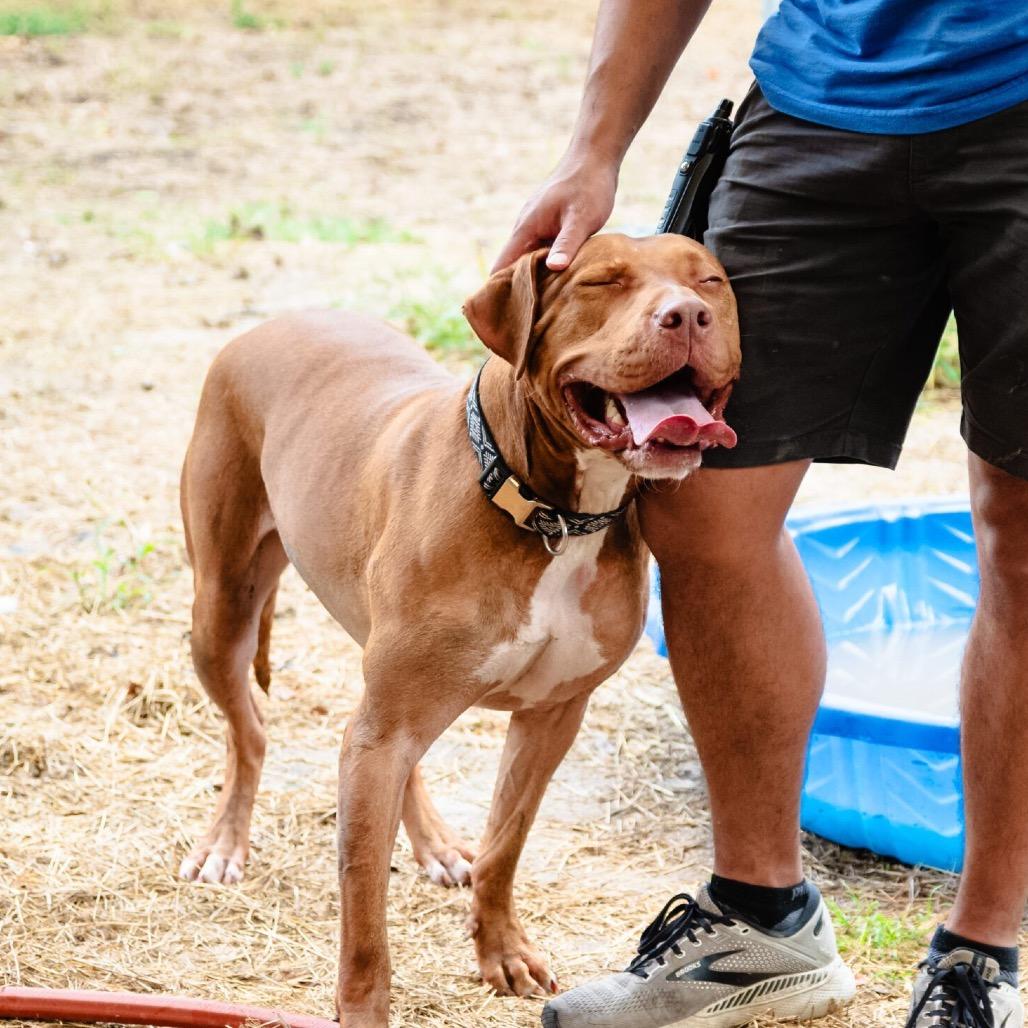 Enlarge Charles Barkley, a Adoptable Mixed Breed in Houston, TX image 6/6