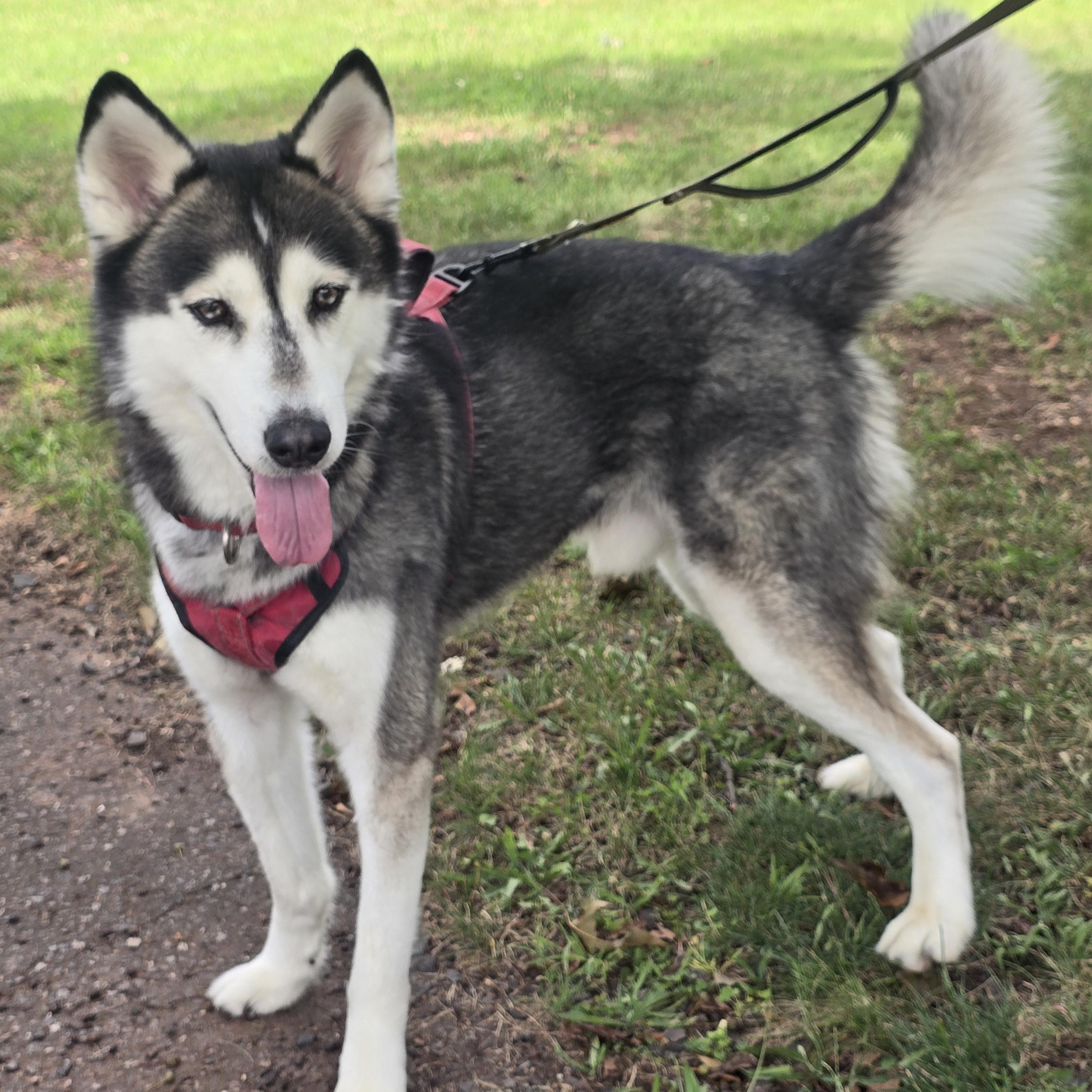 Max, Adoptable, Adult Male Siberian Husky.